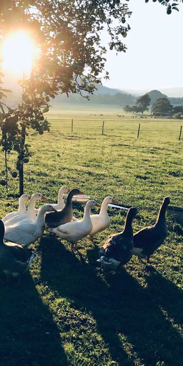 Gans_anfragebild Gans_anfragebild