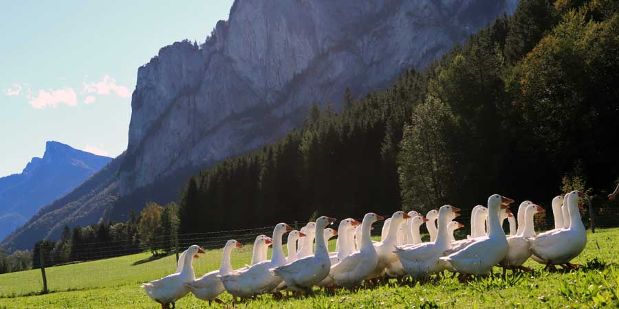 Gänse Gänse