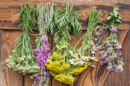 Herbs hang and dry on wooden background Herbs hang and dry on wooden background