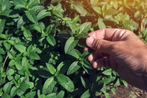 Farmer picking peppermint leaves in garden Farmer picking peppermint leaves in garden, homegrown organic plant production.